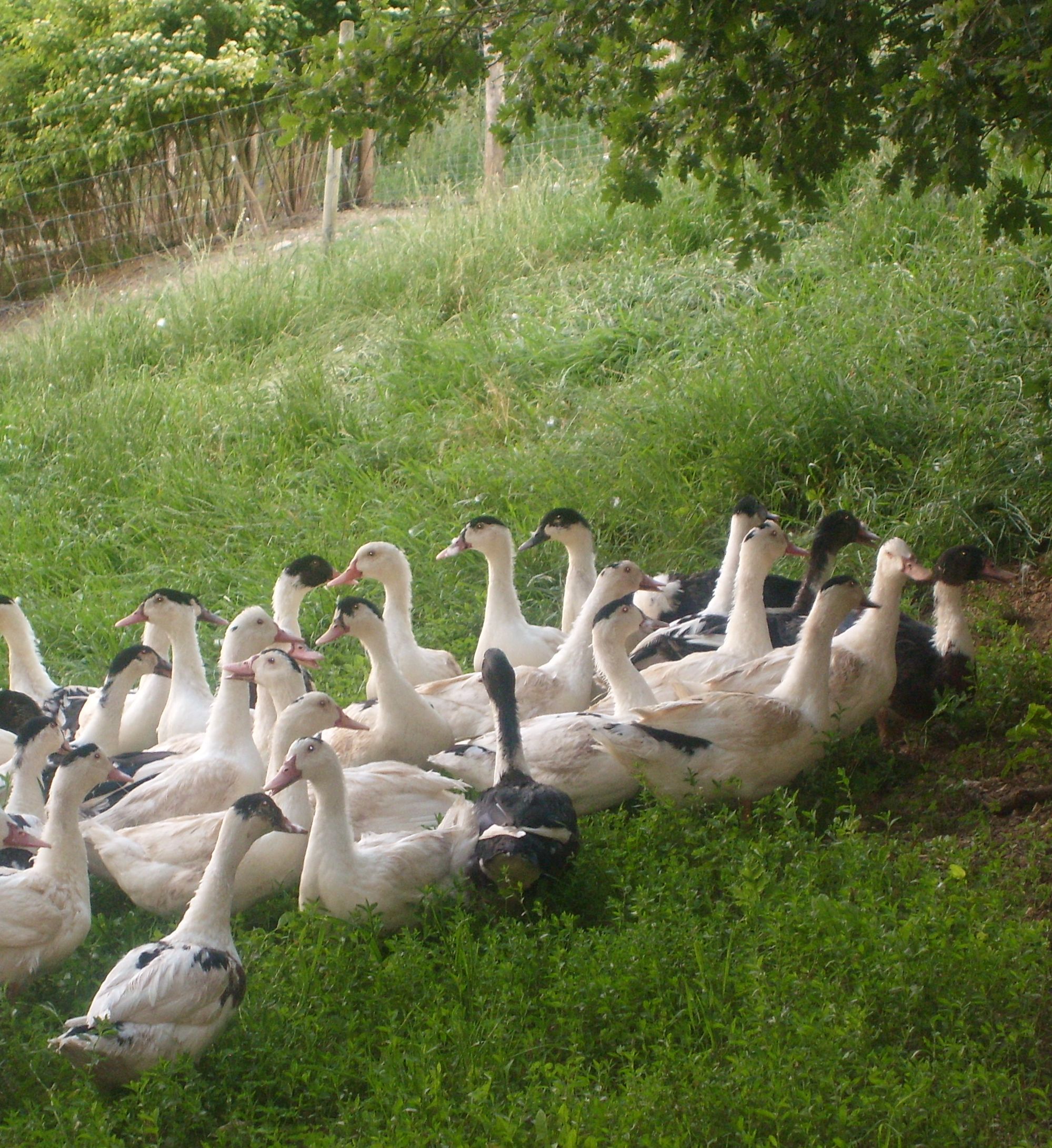 canards adultes