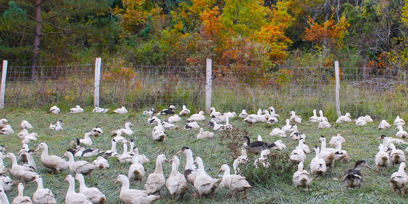 Canards